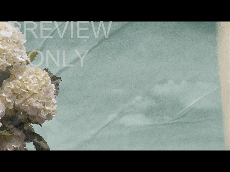 Hydrangea Still 03