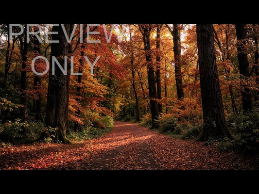 Forest Fall 13 Still