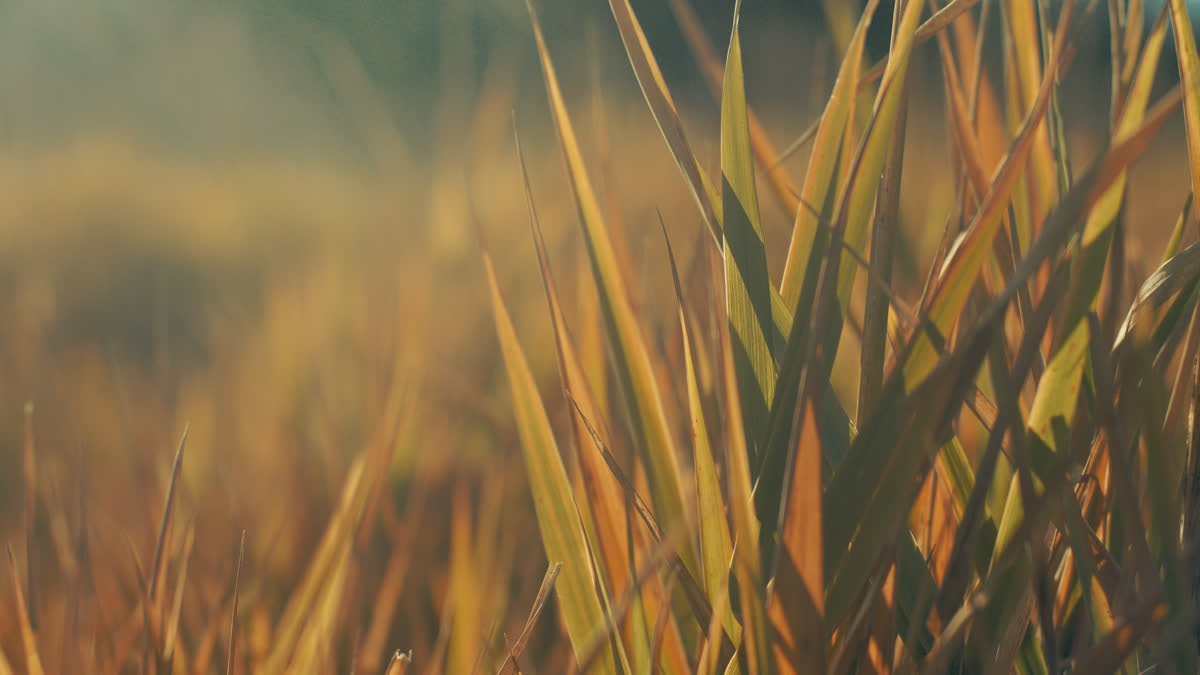 The Grass Still 01