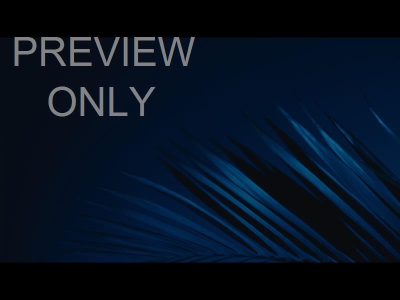 Cinematic Palms Still 12