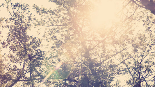 Walden Sky