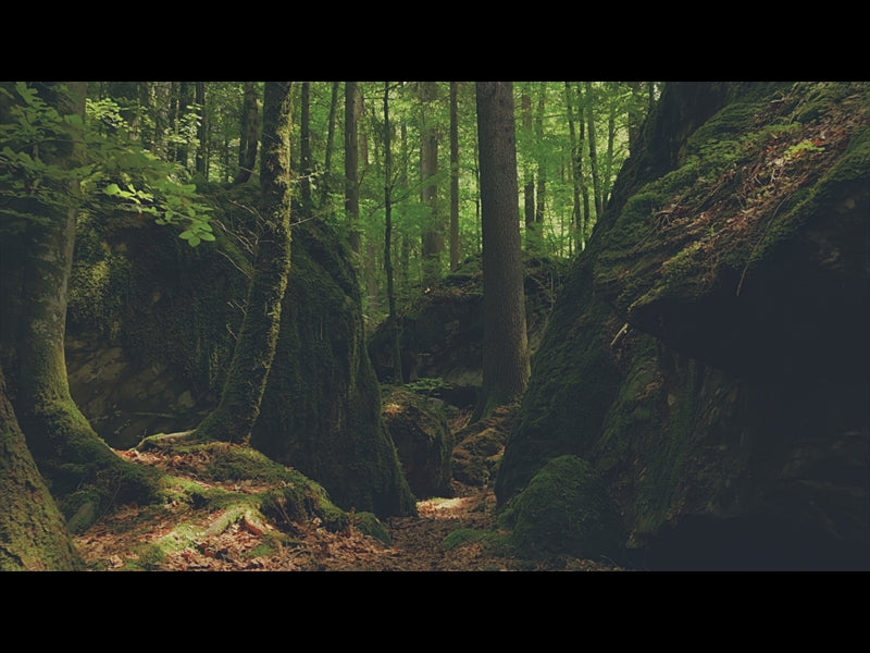 Deep Forest Boulders