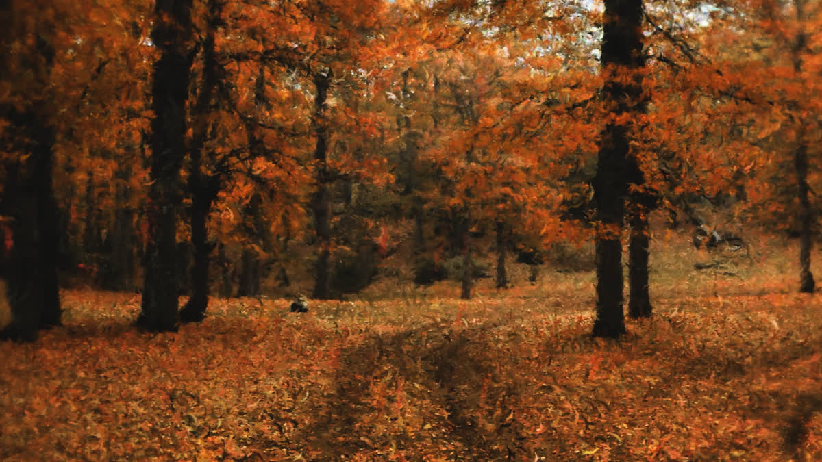 Autumn Vibes 2