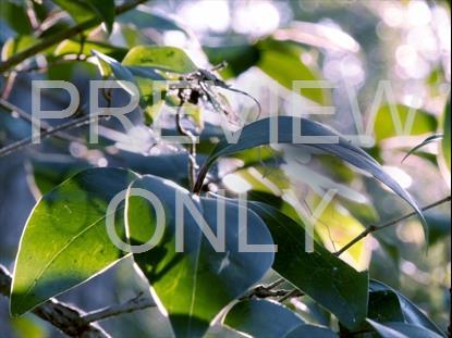 Spring Green Tree