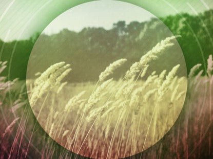 Barley Breeze 1 Motion