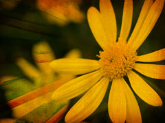 Spring Yellow Flower