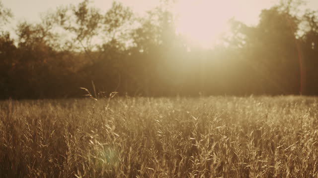Autumn Meadow Motion Background 12