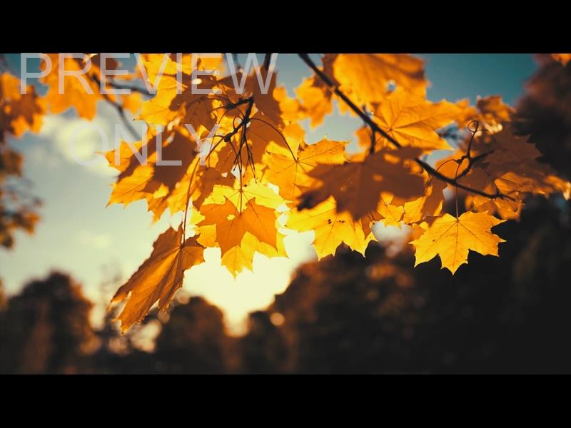 Moving Fall 1 Still