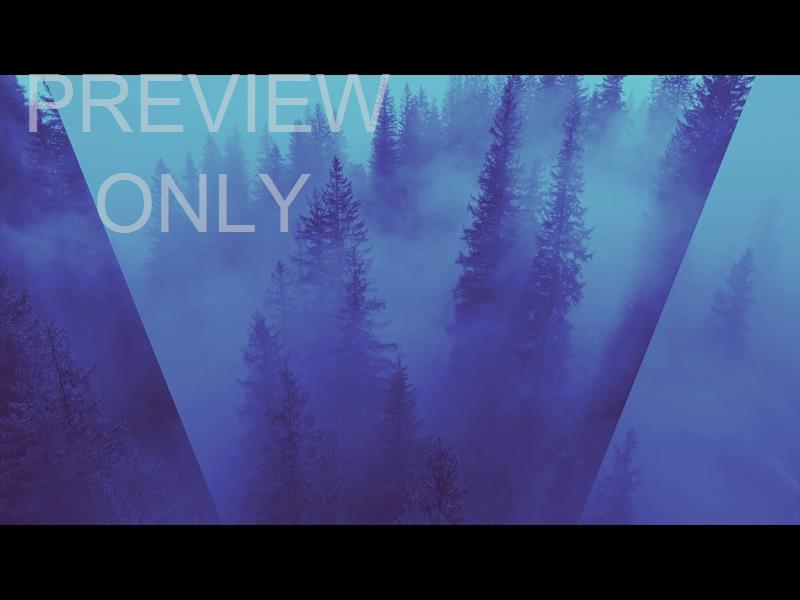 Misty Pines Night Still