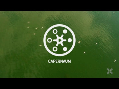 Promised Land Capernaum