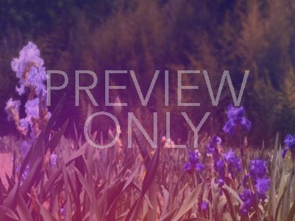 Wildflower 5 Still
