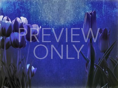 Mothers Day Tulips 3 Still