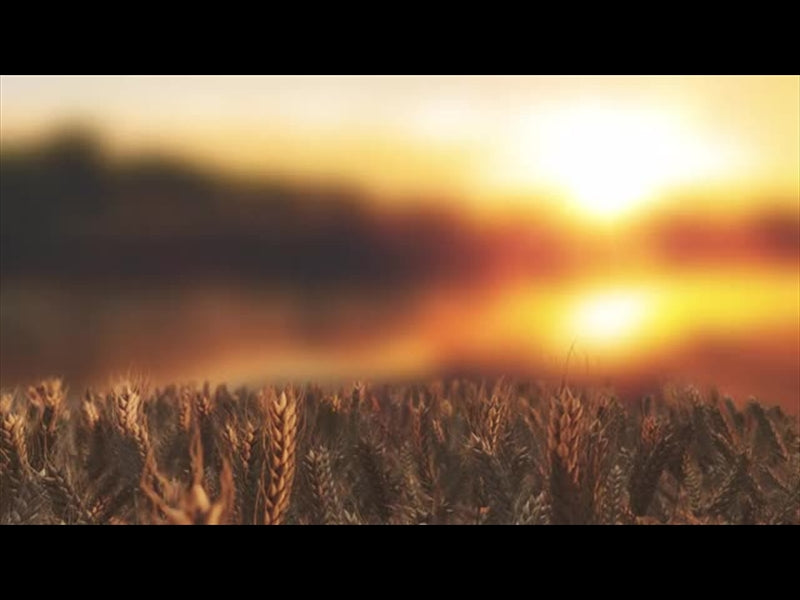 Harvest Wheat 01