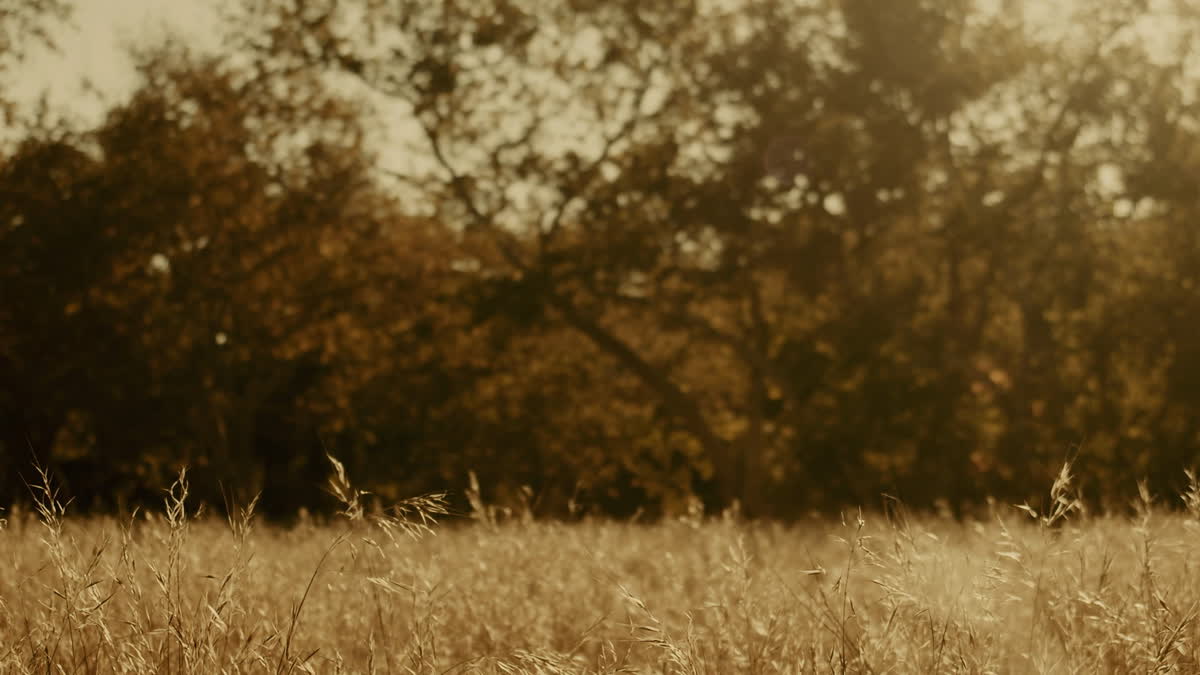 Autumn Meadow Still 02