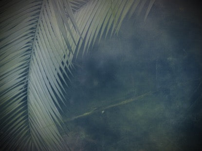 Palm Branches 2