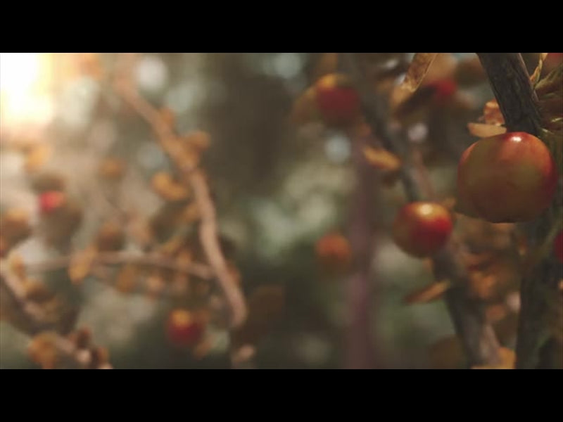 Harvest Apples 01