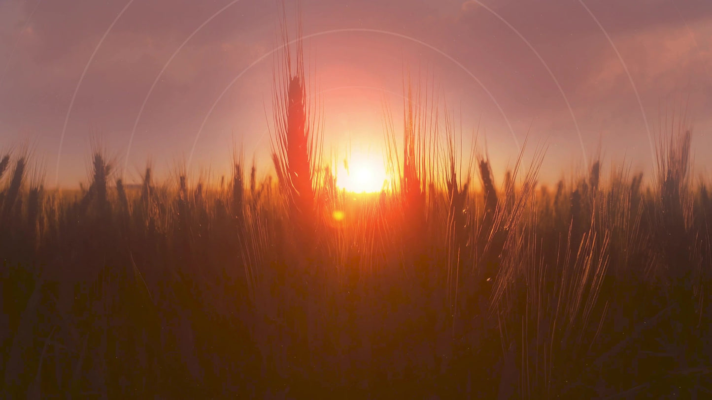 Golden Hour Close Radial Still