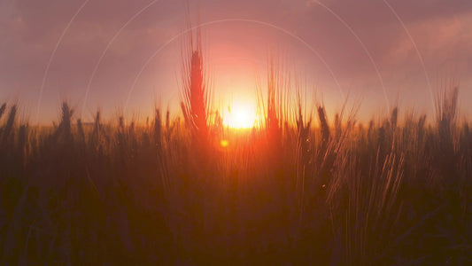 Golden Hour Close Radial Still