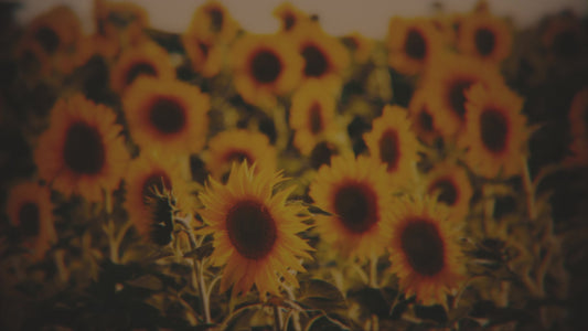 Vintage Sunflowers Sunward Still