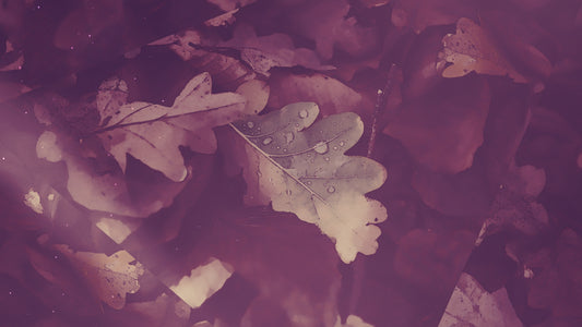 Peaceful Autumn 04 Still