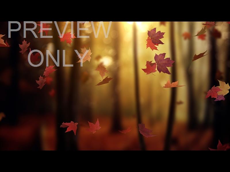 Fall Woods 15 Still