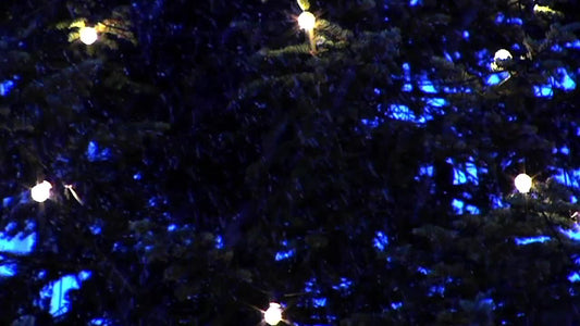 Tree Lights And Snow