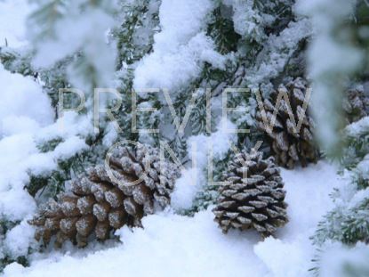 Merry Little Christmas Still