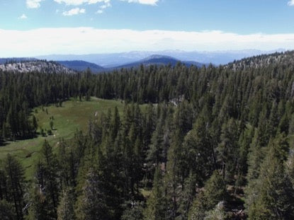 Forest Meadow