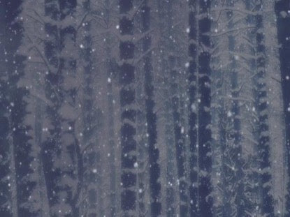 Quiet Winter Forest