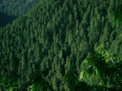 Mountain Pines Closeup