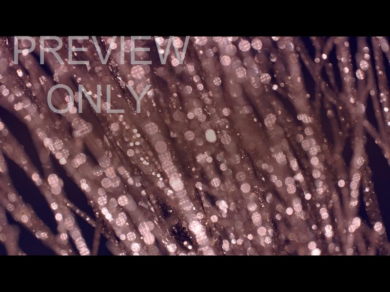 Christmas Gold 8 Still