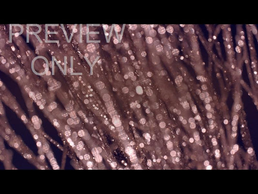 Christmas Gold 8 Still