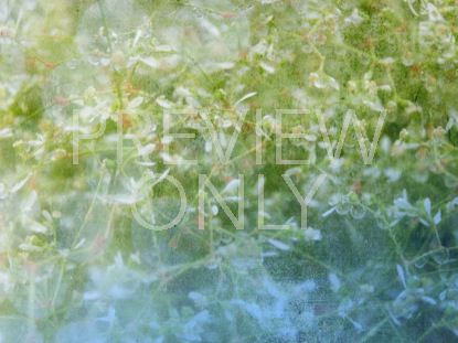 Floral Still 7