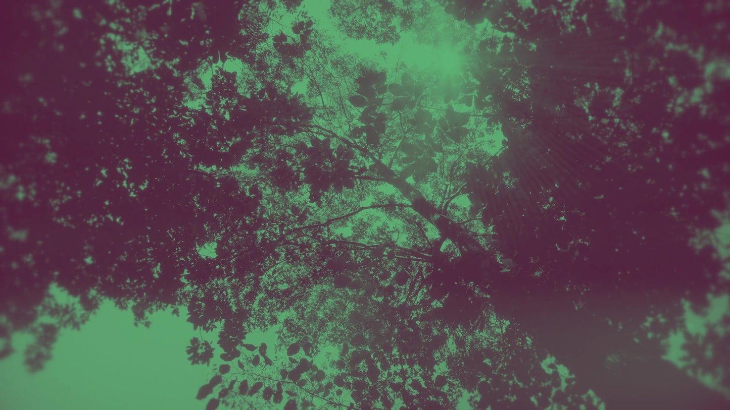 Autumn Canopies 8 Duotone