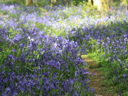 Bluebells 2 Long Play