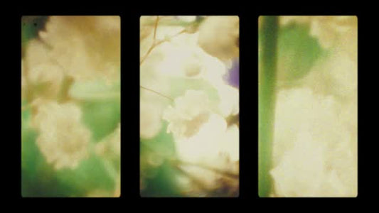 Bloom Again 10