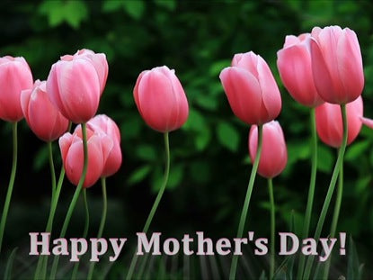 Pink Tulips Mother's Day
