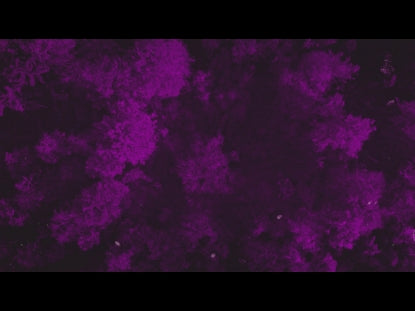 Autumn Leaves Purple