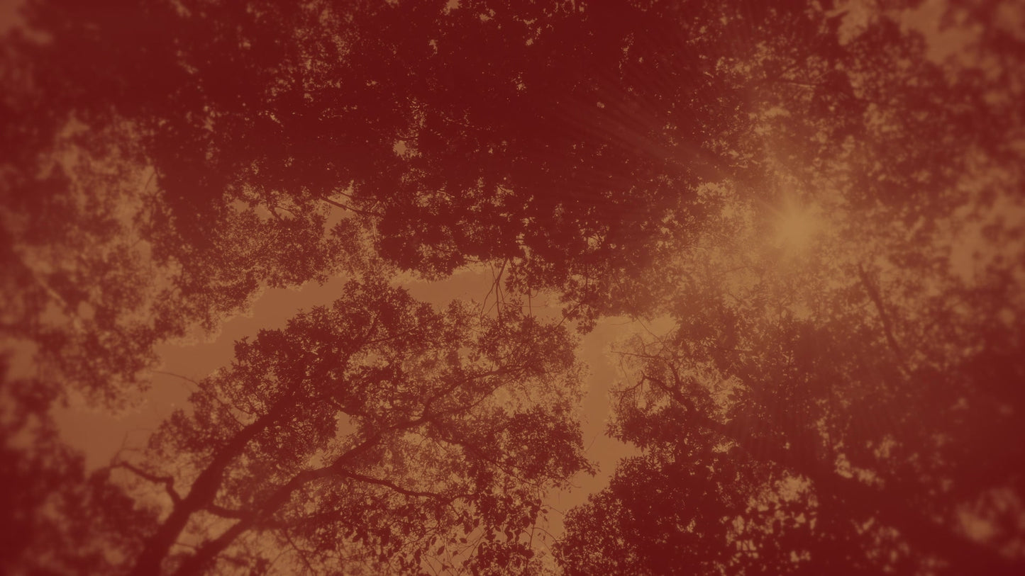 Autumn Canopies 7 Duotone