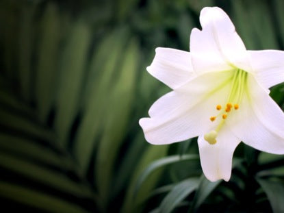 Easter Lily Palm Fronds