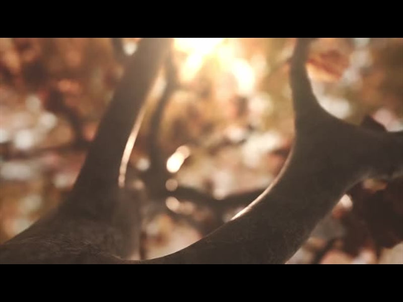 Harvest Tree 01