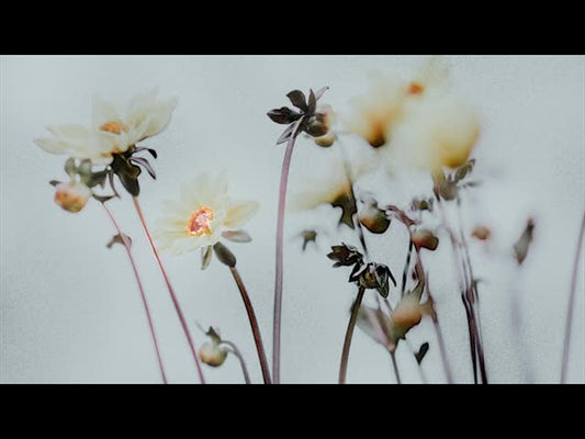 Floral Line Glow 1