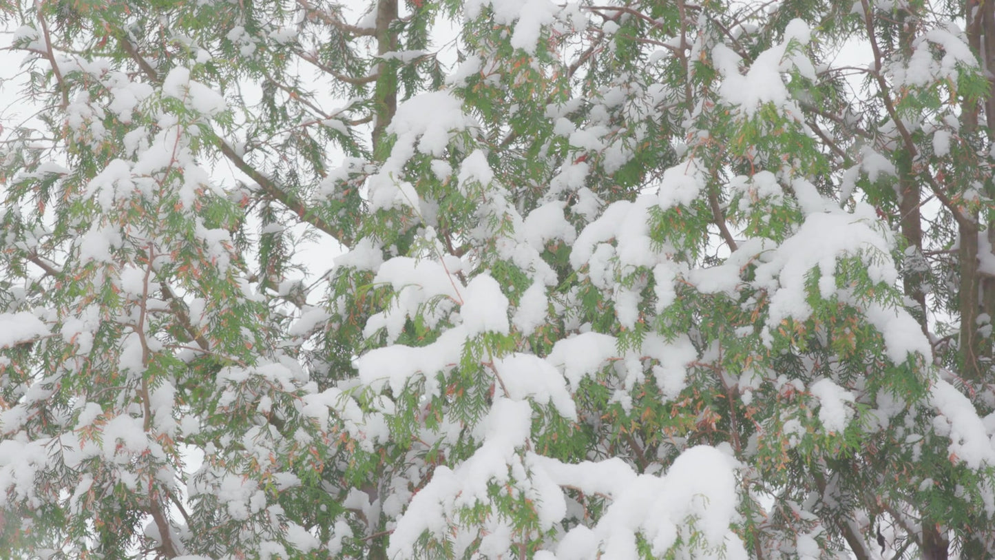Winter Woods Still 17
