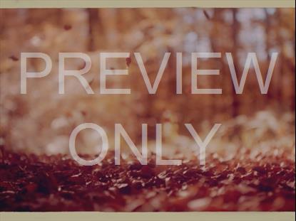 Crunchy Leaves Retro