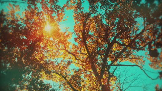 Autumn Canopies 5 Still