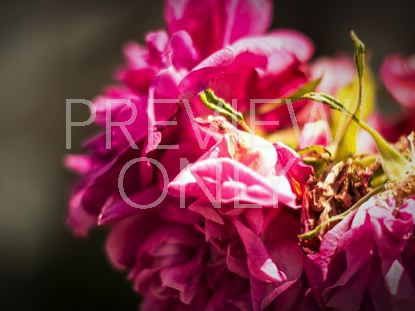 Vintage Flower Still 2