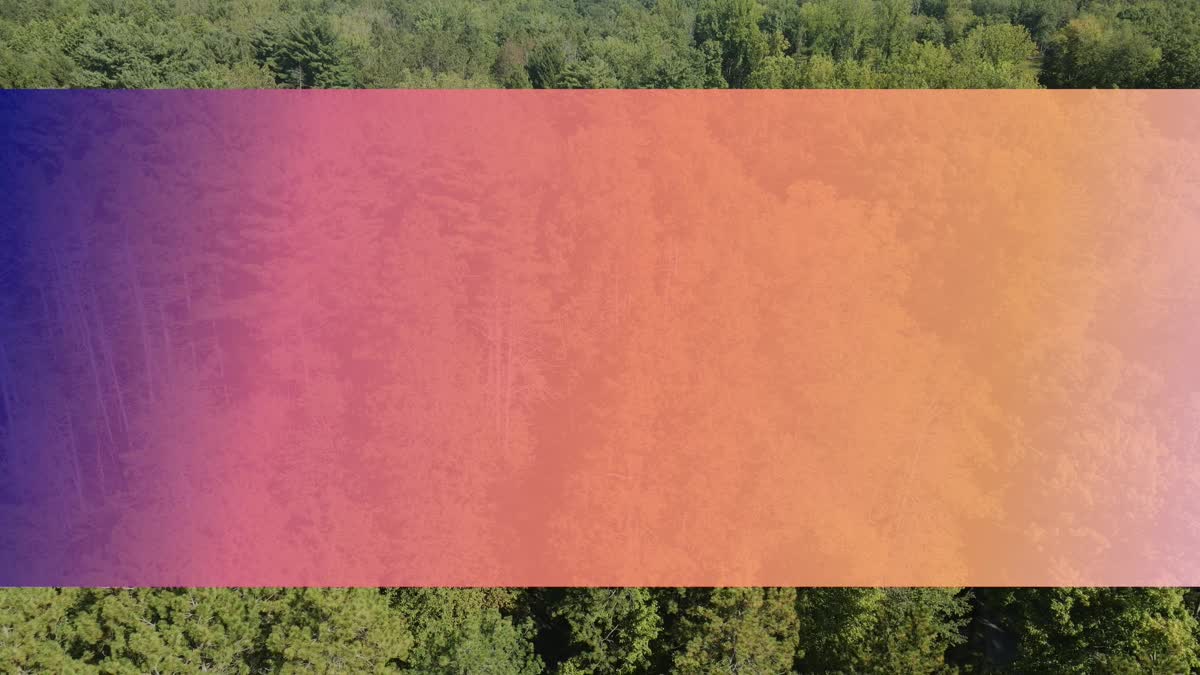 The Forest 11 Bar Still