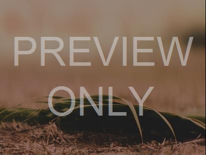 Easter Moments Palm Sunday Dark