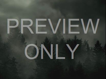 Overcast Forest Plain