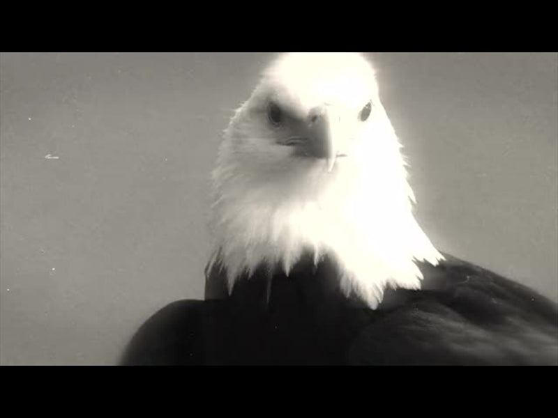Bible Animals 2 Eagle Bw